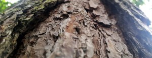 écorce d'arbre